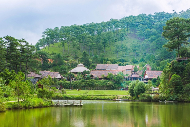Rừng thông Làng Cù Lần
