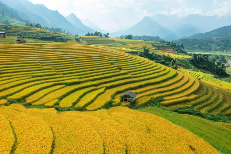 Ruộng bậc thang Sa Pa - Lào Cai