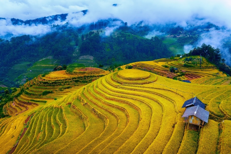 Ruộng bậc thang Mù Cang Chải - Lào Cai