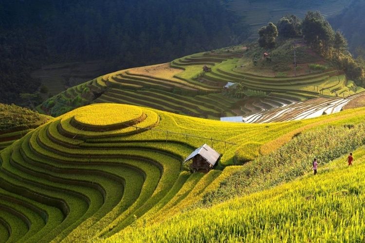Ruộng bậc thang Hoàng Su Phì - Tuyên Quang
