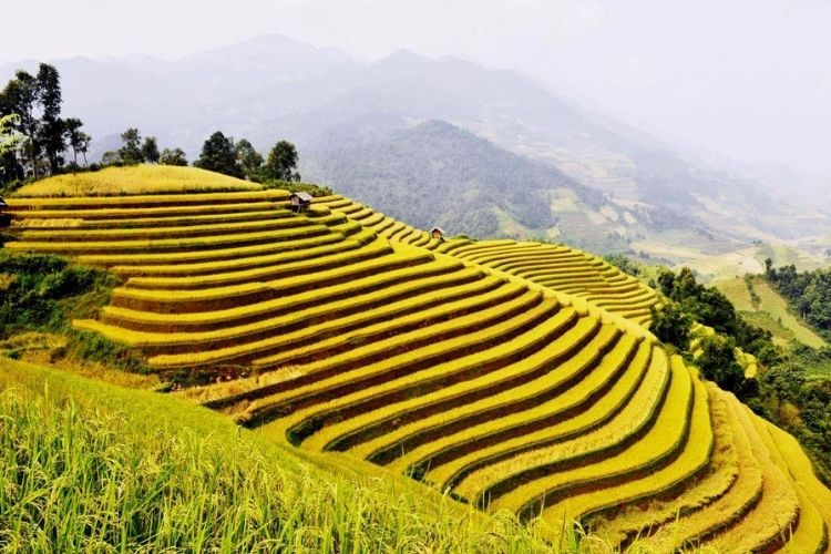 Ruộng bậc thang Hồng Thái - Tuyên Quang