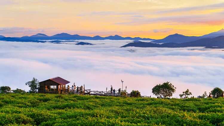 Đồi chè Trại Mát