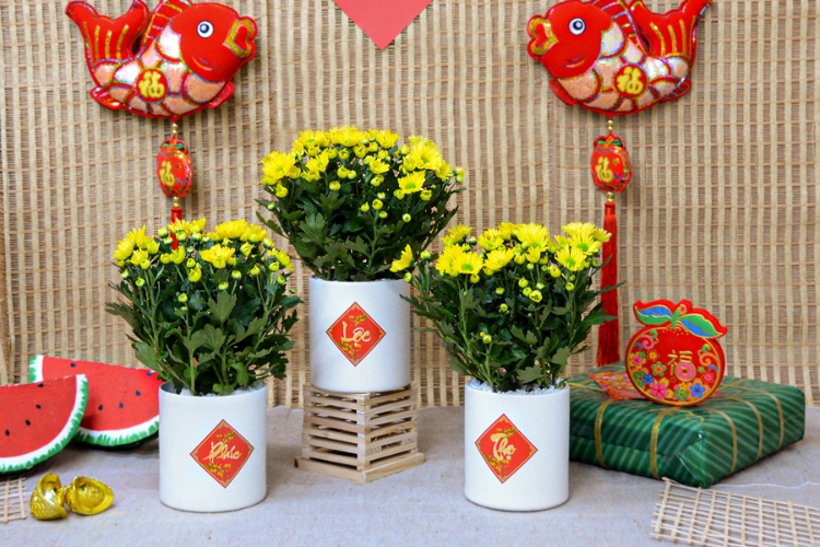 Chậu hoa chưng Tết