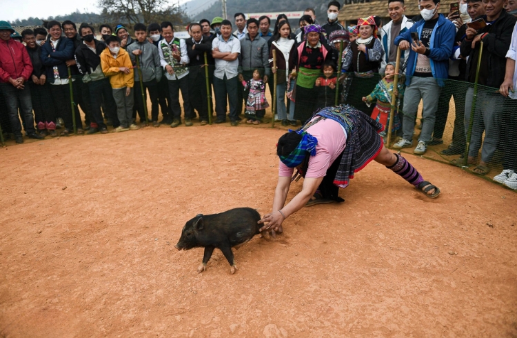 Bịt mắt bắt lợn (heo)