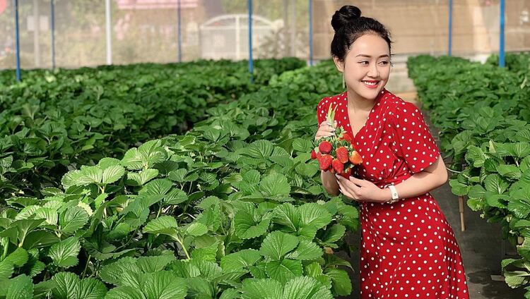Vườn dâu chú Hùng – miễn phí tham quan