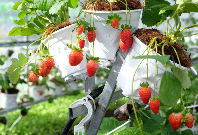 Vườn dâu Nhật B‑Farm Đà Lạt
