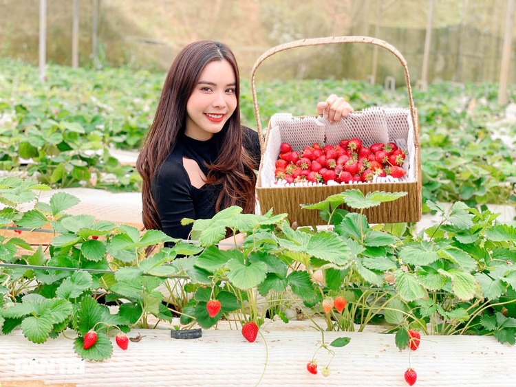 Vườn dâu Nhật Phước Lộc