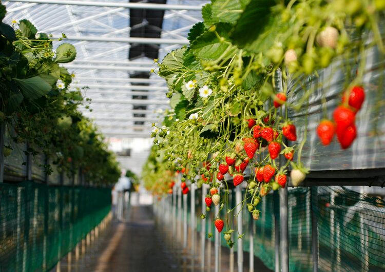 Vườn dâu Trí Đức – Vườn dâu New Zealand Đà Lạt